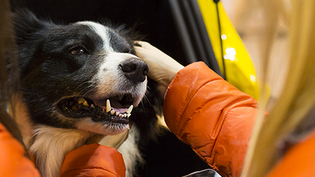Jeep UK at Crufts 2017