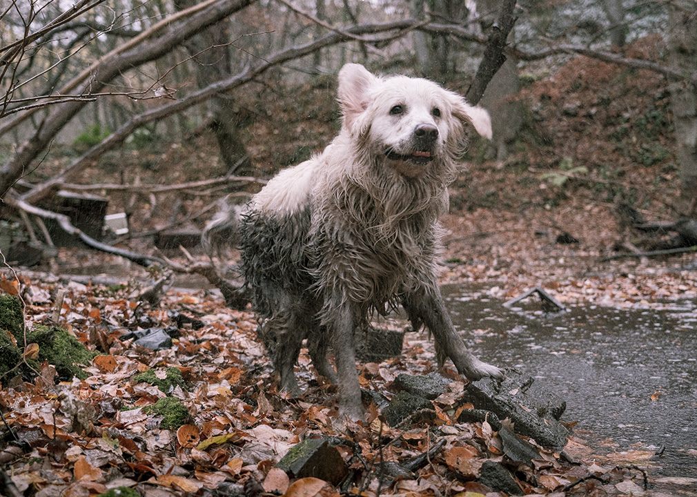 Muddy Dogs Jeep® News Jeep® UK